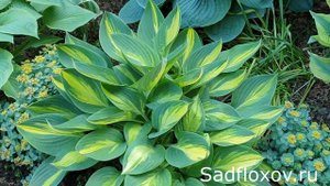 Хоста Банана Боат, еще одна наша любимица