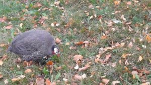 Калининград, зоопарк