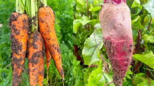Срочно дайте это в августе МОРКОВИ И СВЕКЛЕ, и они сразу станут в 2 раза крупнее, слаще и вкуснее!