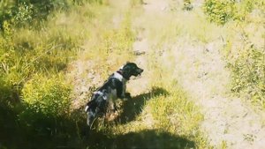 Русский спаниель, гуляем по лесу