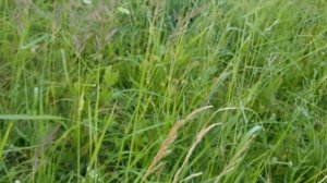 Иван-чай/Красота наших мест /Живём в деревне