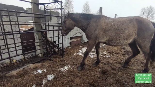 Самый лучший корм для лошади ОВЁС. Жасминка. смотреть онлайн