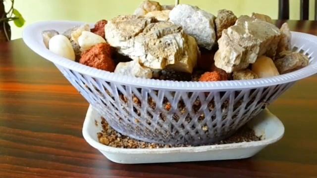 Seedling Update - Delonix Regia / Royal Poinciana / Gulmohar Tree смотреть онлайн