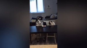 Отличная дрессировка собак.