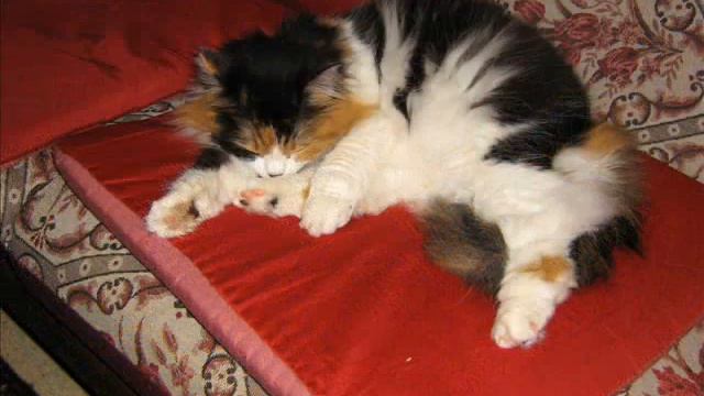 Спотти - кошка , у которой есть фамилия смотреть онлайн