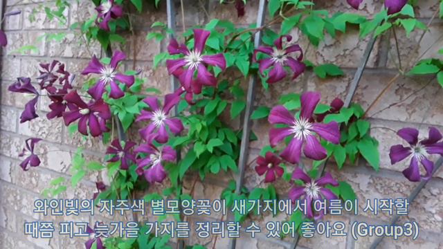 클레마티스로 벽면장식하기/Viticella Clematis 'Etoile Violette' & 'Madame Julia Correvon'/trained to climb a wal