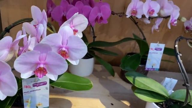 #завоз#обзор# Шикарный завоз в Botanic