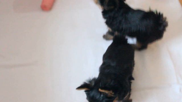 Щенки-йорки от питомника "Фортунато дэ Люмар" смотреть онлайн