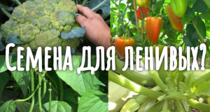 Пять отличных сортов овощей, которые ни разу не подводили
