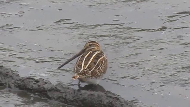 Бека́с (лат. Gallinago gallinago), англ. The common snipe. Бекас кушает. смотреть онлайн