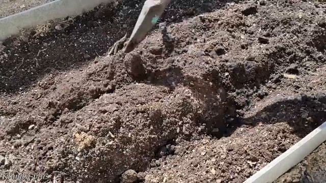 Высадка рассады лука Эксибишн в грязь приживаемость 100% смотреть онлайн