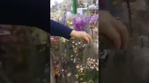 Море орхидей на Садоводе в павильоне Любимые цветы