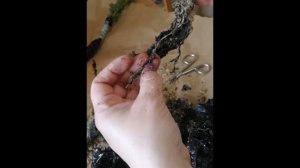 Распаковка заказа из уральского плодопитомника " Зеленый сад"