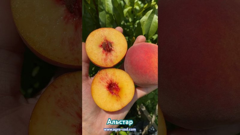 Один из вкуснейших любимых сортов персика - Альстар на Кубани