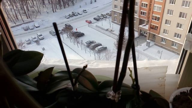 ОРХИДЕИ: ЗАКРЕПЛЯЮ ЦВЕТОНОСЫ смотреть онлайн