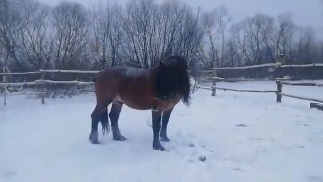 Советский тяжеловоз. Рассказ о лошадях..