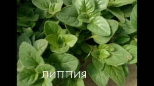 ЛИППИЯ - РАСТЕНИЕ В 500 РАЗ СЛАЩЕ САХАРА