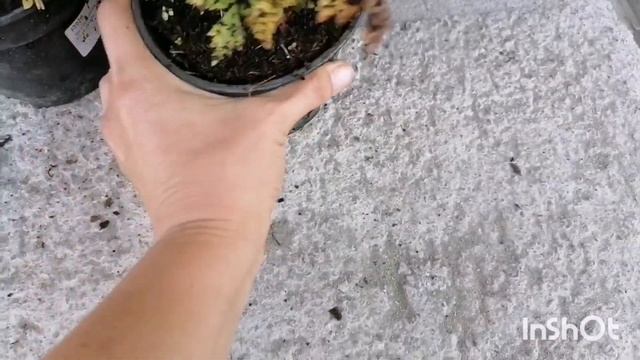 Большая посылка растений из интернет сайта. Обзор. смотреть онлайн