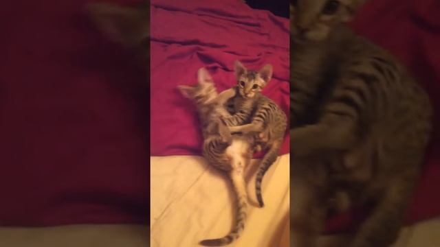 Elijah и Emi играют - котята Оцикет смотреть онлайн