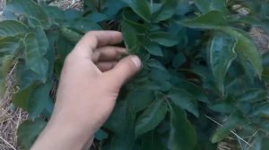 Секреты выращивания крупного картофеля от высадки до сбора урожая Ведро картофеля с куста