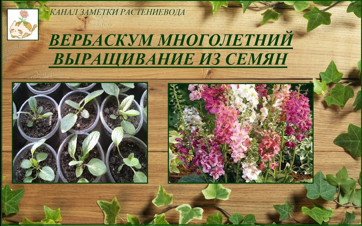 Вербаскум (коровяк, цельзия) выращивание из семян от посева до цветения