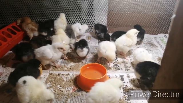 15 фактов о цыплятах смотреть онлайн