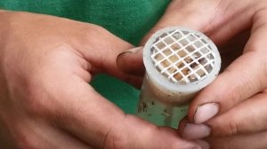 Buckfast  bee .Бакфаст 19 августа 2016г. Метим матку  Ч.2