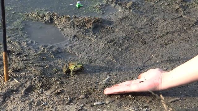 Как приручить лягушку? смотреть онлайн