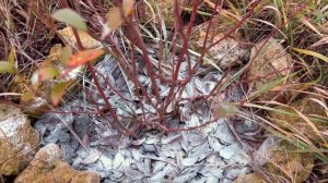 Цветовые почки и будущие ягоды голубики | Голубика под снегом | Обрезка голубики