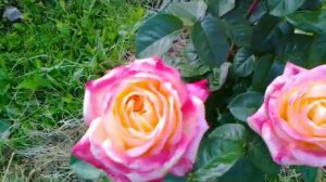 Роза Пульман экспресс или Восточный экспресс.