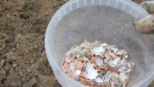 Как сажать лук севок в глинистую почву