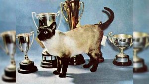Сиамская кошка. Плюсы и минусы, Цена, Как выбрать, Факты, Уход, История