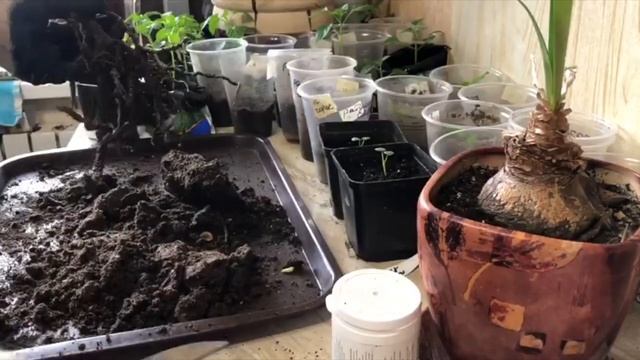 Роза шрабовая "Чиппендейл" Агромаркет" смотреть онлайн