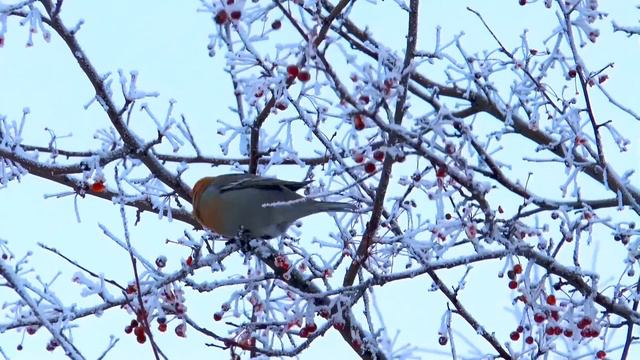 Красиве відео про Зиму, Новий Рік. смотреть онлайн