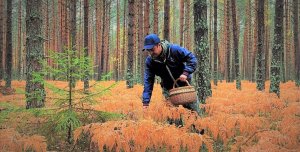 Грибник промок но грибы нашёл! Грибы осенью. Тихая охота