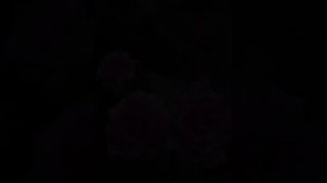 Моя роза Paradise.