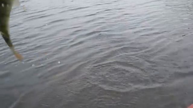 Река Нейва. Окуни на спиннинг смотреть онлайн