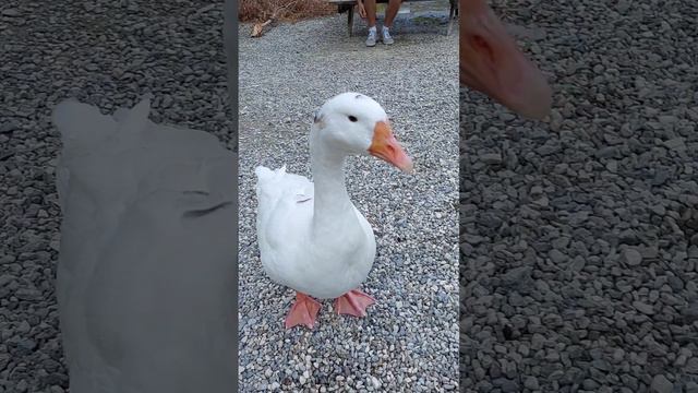 Гуси Каньона Гёйнюк в Турции.