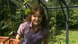 Овощи в теплице / Как выращивать овощи в теплице