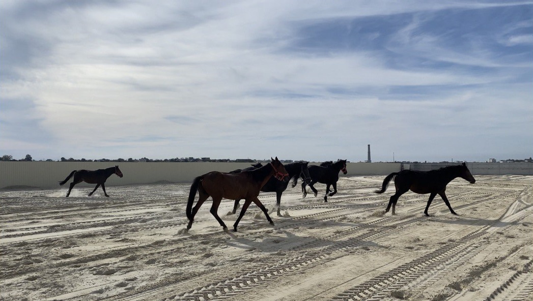развозжаев севастополь конная полиция. ход конем севастополь. жеребцов севастополь. вадим меганом конные прогулки. севастопольский лошади дикие.