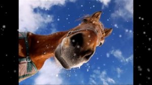 Год Лошади И