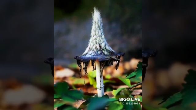 BIGOLIVE_20230423_201457.mp4