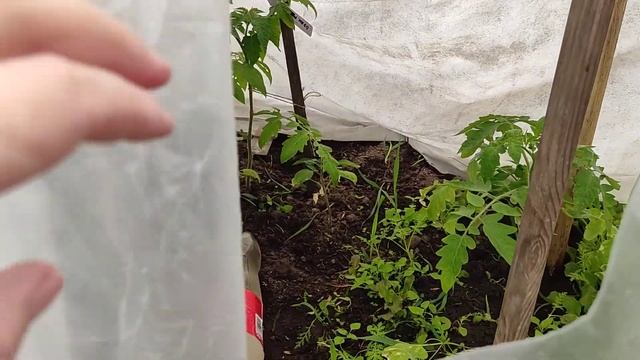 Первый урожай, помидоры в теплице 25 апреля 2021 смотреть онлайн