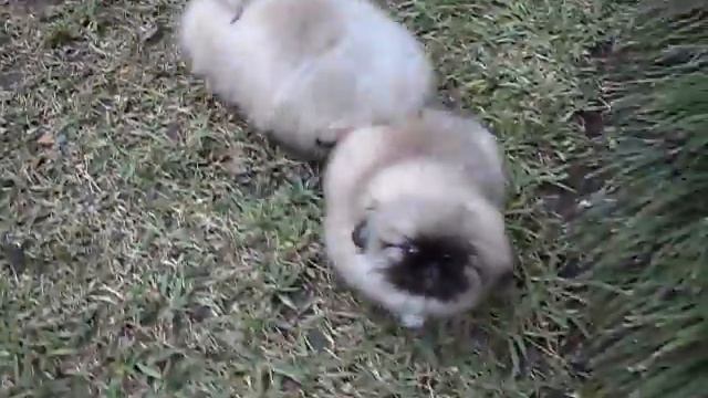 CACHORROS PEKINES DE MTY_TERRIERS смотреть онлайн