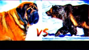 КТО СИЛЬНЕЕ!АНГЛИЙСКИЙ МАСТИФ ПРОТИВ БУРОГО МЕДВЕДЯ!//A.B.B//