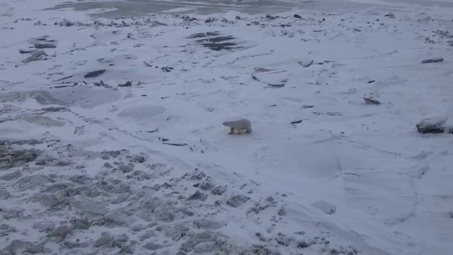 Капитан атомохода «Арктика» заснял белого медведя, который учуял запах еды и вышел к ледоколу