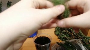 Размножение можевельника 3 способами! Укоренение черенков можевельника в воде, земле и корневином!