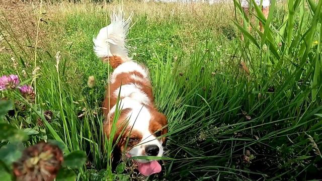 Кавалер Армани с мамой на природе. смотреть онлайн