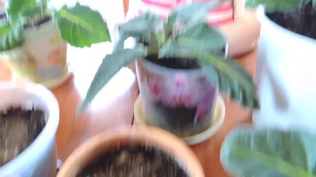 Ошибки и рекомендации при Пробуждении домашних цветов:Глоксинии смотреть онлайн