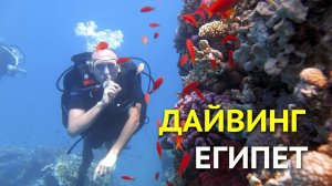 Дайвинг в Египте. Где поплавать с аквалангом и сколько стоит